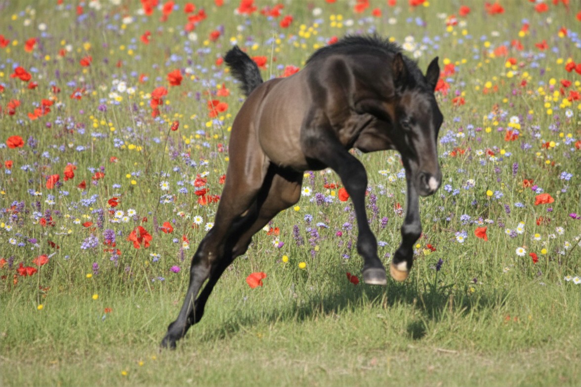 Breeding consulting